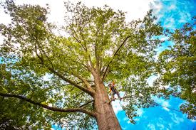 Best Arborist Consultation Services  in Piednt, MO