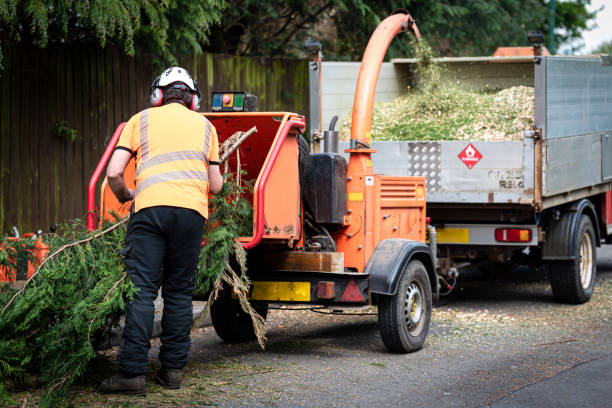 Best Tree Removal  in Piednt, MO