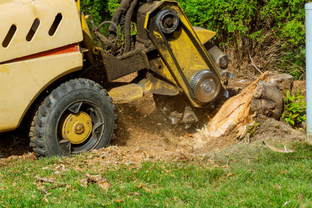 How Our Tree Care Process Works  in  Piedmont, MO