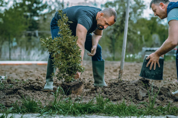 Best Fruit Tree Pruning  in Piednt, MO