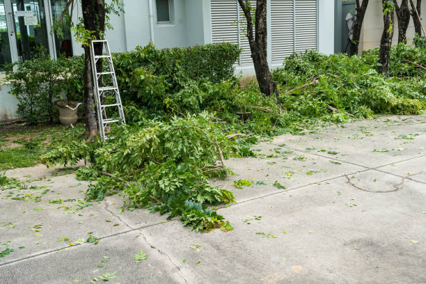 Leaf Removal in Piedmont, MO