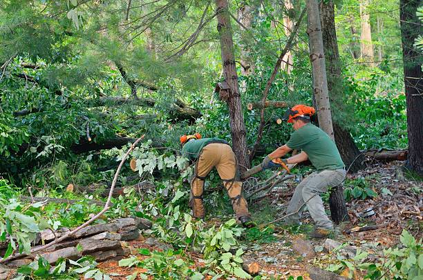 Best Emergency Tree Removal  in Piednt, MO