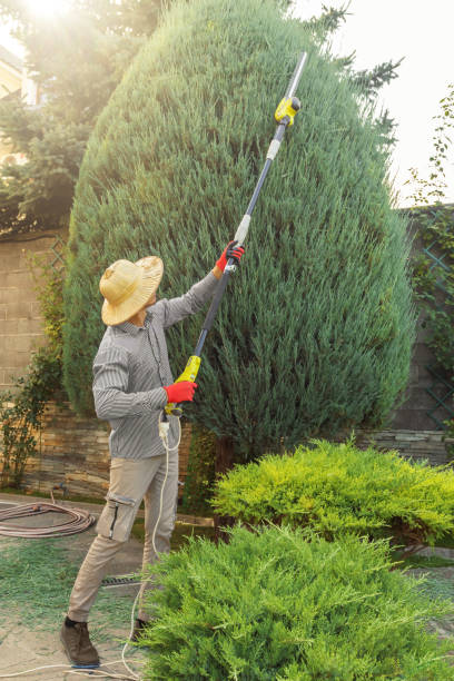 Best Tree and Shrub Care  in Piednt, MO