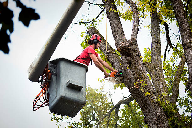 Best Seasonal Cleanup (Spring/Fall)  in Piednt, MO