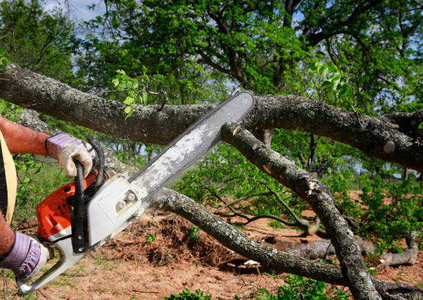 Best Storm Damage Tree Cleanup  in Piednt, MO